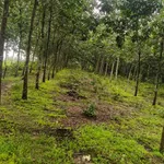 Bán lô đất cao su 5.6 ha Phú Trung Đồng Nai - Ảnh thu nhỏ 4