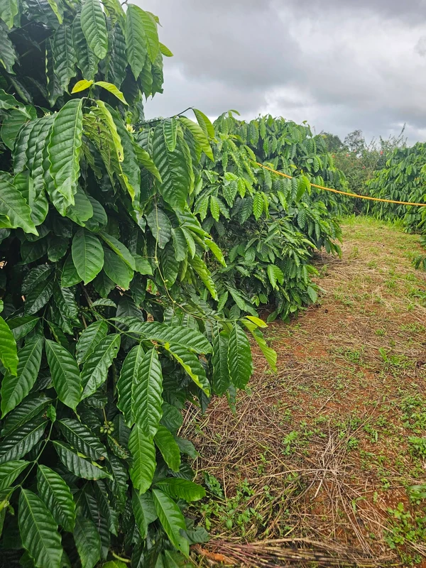 Bán 1,5ha đất vườn cà phê giá 2,7 tỷ tại xã Đắk Búk So, Tuy Đức, Đắk Nông