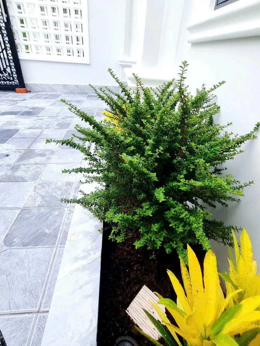 Bán nhà góc 2 mặt tiền 100m2 Trần Văn Cầu Thủ Đức - Ảnh thu nhỏ 4