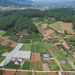 Bán 5 thửa đất vườn ở Nam Ban, Lâm Hà, 485–933 m² - Ảnh thu nhỏ 2