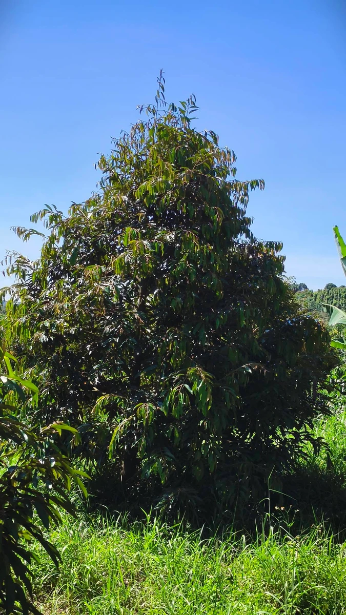 Bán đất 3ha sổ sách trồng sầu riêng cafê Lâm Đồng - Ảnh thu nhỏ 4