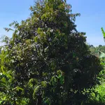 Bán đất 3ha sổ sách trồng sầu riêng cafê Lâm Đồng - Ảnh thu nhỏ 4