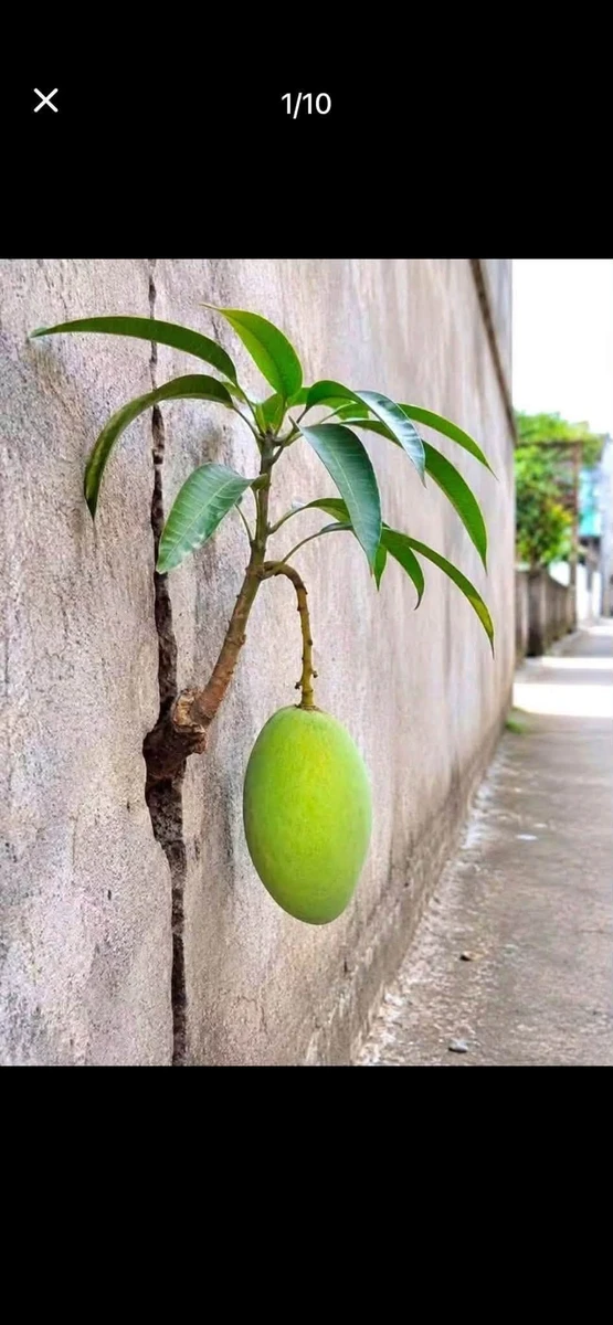 Bán nhà 2 phòng ngủ 50m² Thủ Đức, giá 700 triệu - Ảnh thu nhỏ 3