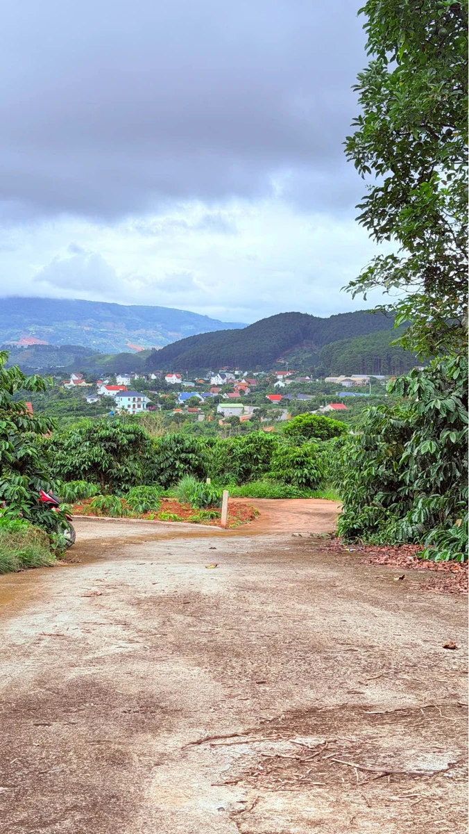Bán 1000m² đất Mê Linh Đà Lạt có vườn cà phê - Ảnh thu nhỏ 4