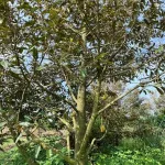 Bán đất view hồ Đắk Tik, 1500m2 - Ảnh thu nhỏ 9
