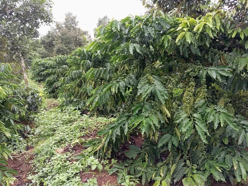 Bán đất 1 mẫu 5 giá 4 tỷ 5 Nghĩa Thắng