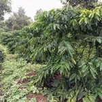 Bán đất 1 mẫu 5 giá 4 tỷ 5 Nghĩa Thắng - Ảnh thu nhỏ 1