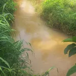 Bán đất vườn 7ha Long Hà Phú Riêng Đồng Nai 1 tỷ 250 - Ảnh thu nhỏ 3