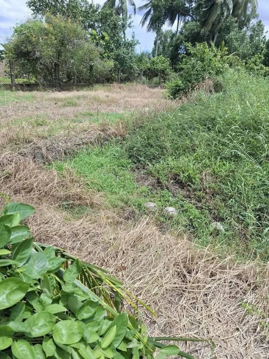 Bán đất full thổ 1957m² Tân Trụ Long An 2 tỷ 800 - Ảnh thu nhỏ 3