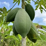 Tôi cần bán mô hình nông trại Vườn-Ao-Chuồng Tân Phước Tiền Giang, diện tích 57000m2 giá 25tỷ - Ảnh thu nhỏ 9