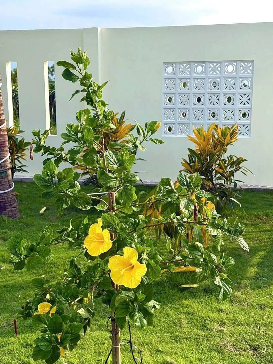Bán vườn 1.600m² với cây ăn trái tại Hàm Chính, Bình Thuận - 1 tỷ 790 - Ảnh thu nhỏ 4