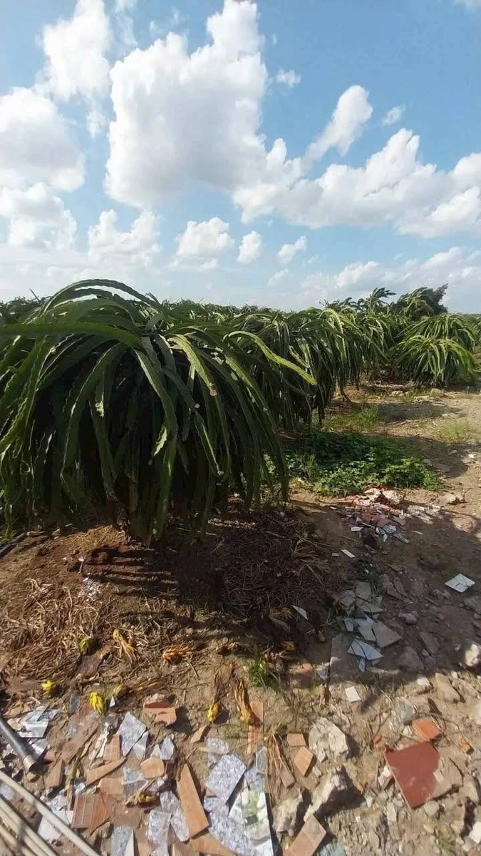 Bán đất thổ cư 650m2 giá 299 triệu tại Dương Xuân Hội, Châu Thành, Long An - Ảnh thu nhỏ 3