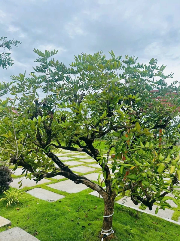 Nhà vườn 1800m² giá 2,2 tỷ gần Phan Thiết