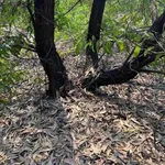 Bán đất biển Phong Phú TP Huế 21.000 m² chỉ 360 triệu - Ảnh thu nhỏ 3