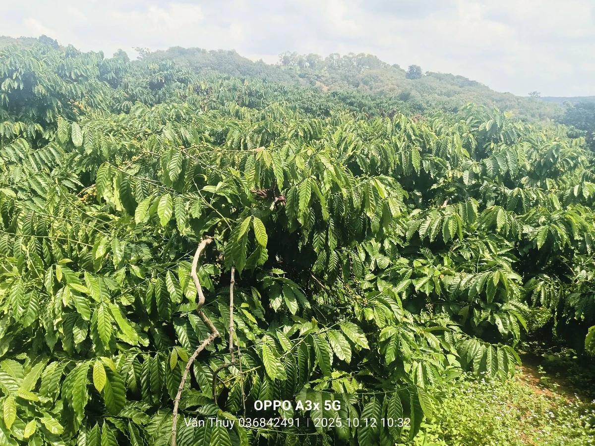 Bán đất 2,1 hectare Đắk Min, Đắk Nông, giá 1 tỷ 850 triệu - Ảnh thu nhỏ 2