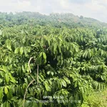 Bán đất 2,1 hectare Đắk Min, Đắk Nông, giá 1 tỷ 850 triệu - Ảnh thu nhỏ 2