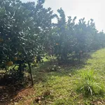 Bán đất vườn trồng bưởi 508m2, có 100m2 thổ cư tại Phú Vinh, Tân Lạc, Hòa Bình - Ảnh thu nhỏ 4