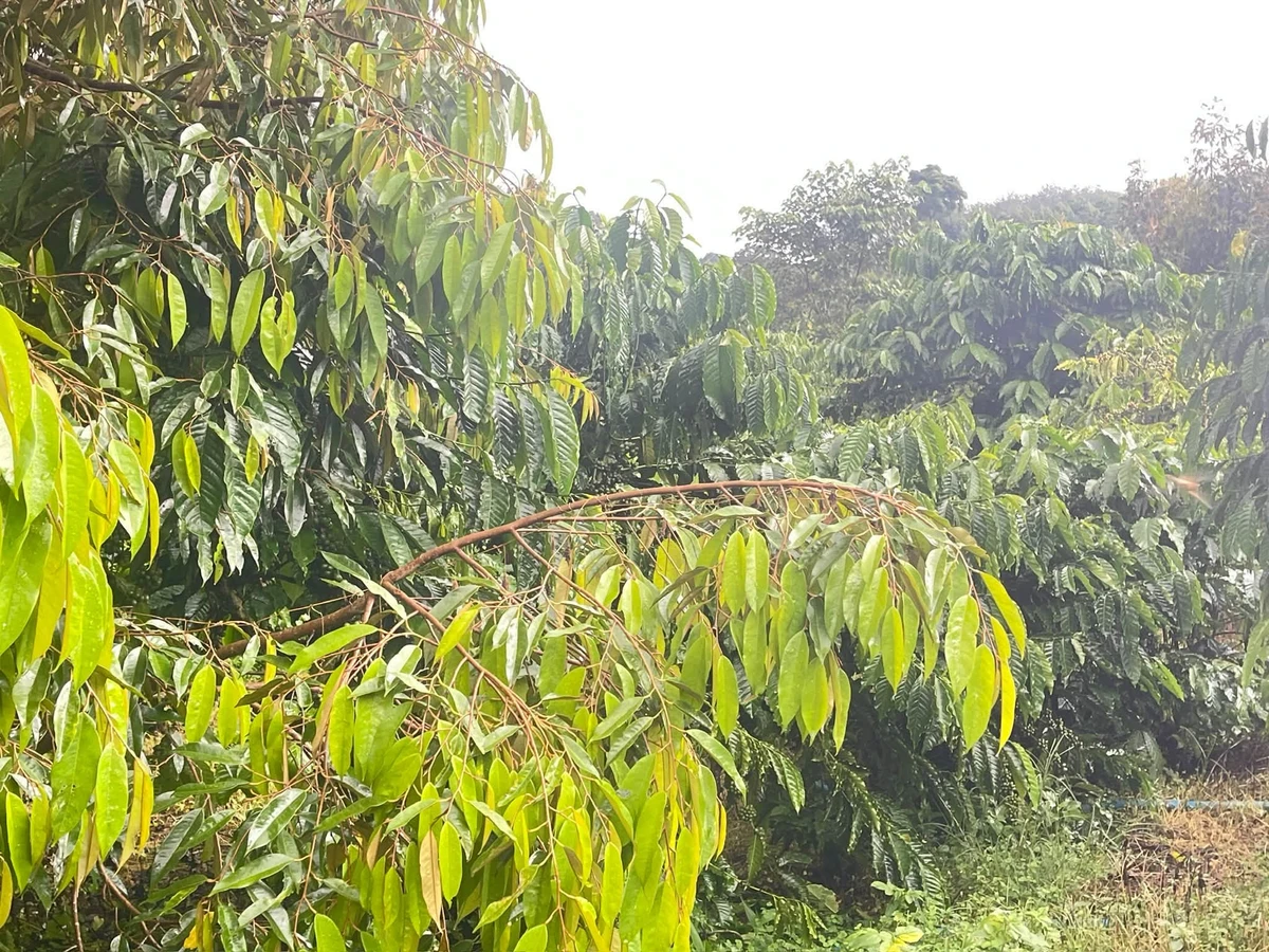 Bán đất vườn 5 hecta trồng cà phê, sầu riêng Đắk Nông - Ảnh thu nhỏ 2