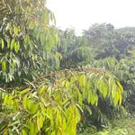 Bán đất vườn 5 hecta trồng cà phê, sầu riêng Đắk Nông - Ảnh thu nhỏ 2