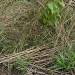 Bán 7,5 ha đất nông nghiệp Ea Súp, Đắk Lắk - Ảnh thu nhỏ 4