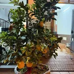 Bán nhà 56m² Trần Quang Khải 4,8 tỷ, 4 tầng gần phố đi bộ - Ảnh thu nhỏ 2