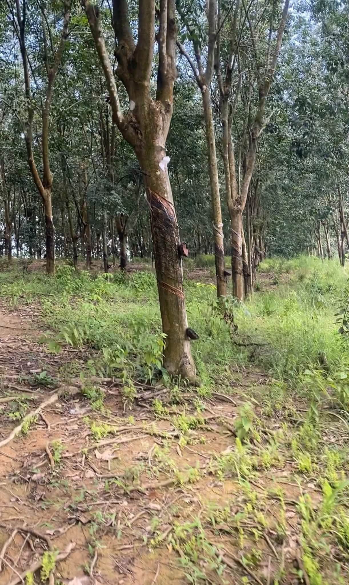 Bán 7 hectare đất cao su Phú Trung, Bình Phước - Ảnh thu nhỏ 2