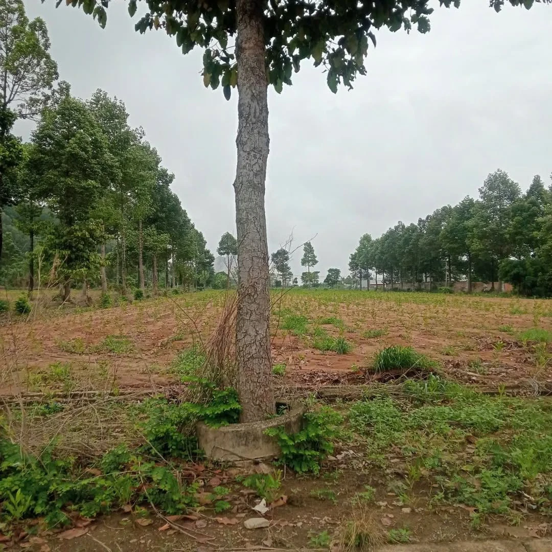 Đất bán 1.466m² TP. Cà Mau, 1 tỷ 350 triệu - Ảnh 1