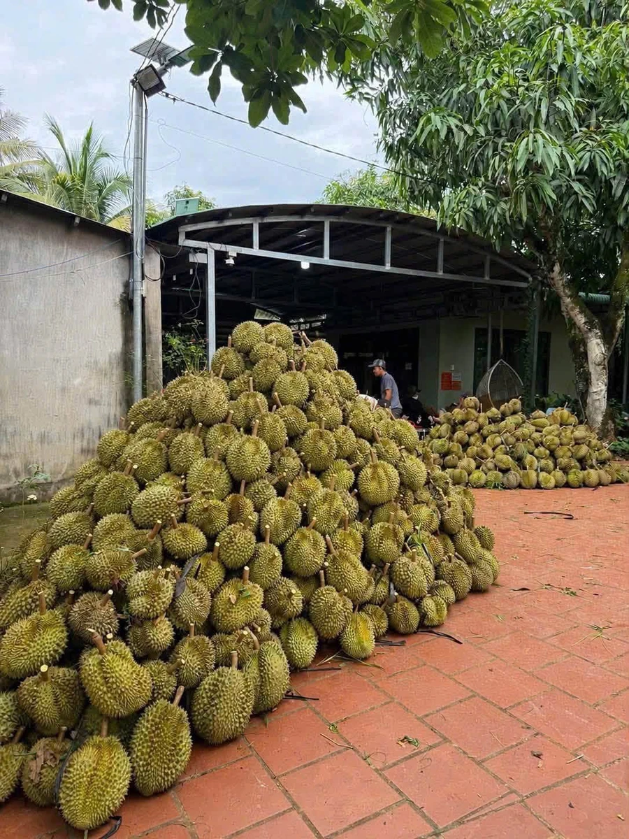 Bán đất nông nghiệp 25.000m2 Nam Cát Tiên Đồng Nai, 450 cây sầu riêng - Ảnh thu nhỏ 2