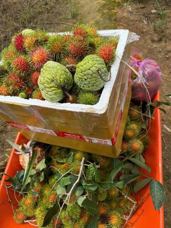 Bán nhà vườn sầu riêng Đạ Pal, Lâm Đồng, 3 tỷ 350
