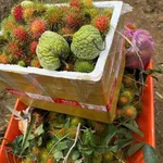 Bán nhà vườn sầu riêng Đạ Pal, Lâm Đồng, 3 tỷ 350 - Ảnh thu nhỏ 1