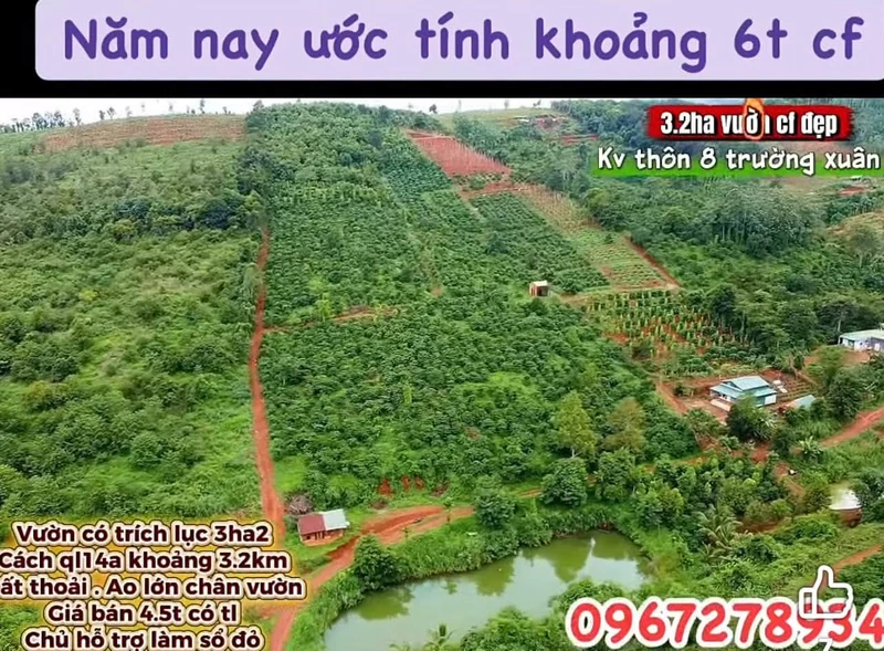 Bán vườn 3.2 ha Thôn 8 Trường Xuân 4.3 tỷ