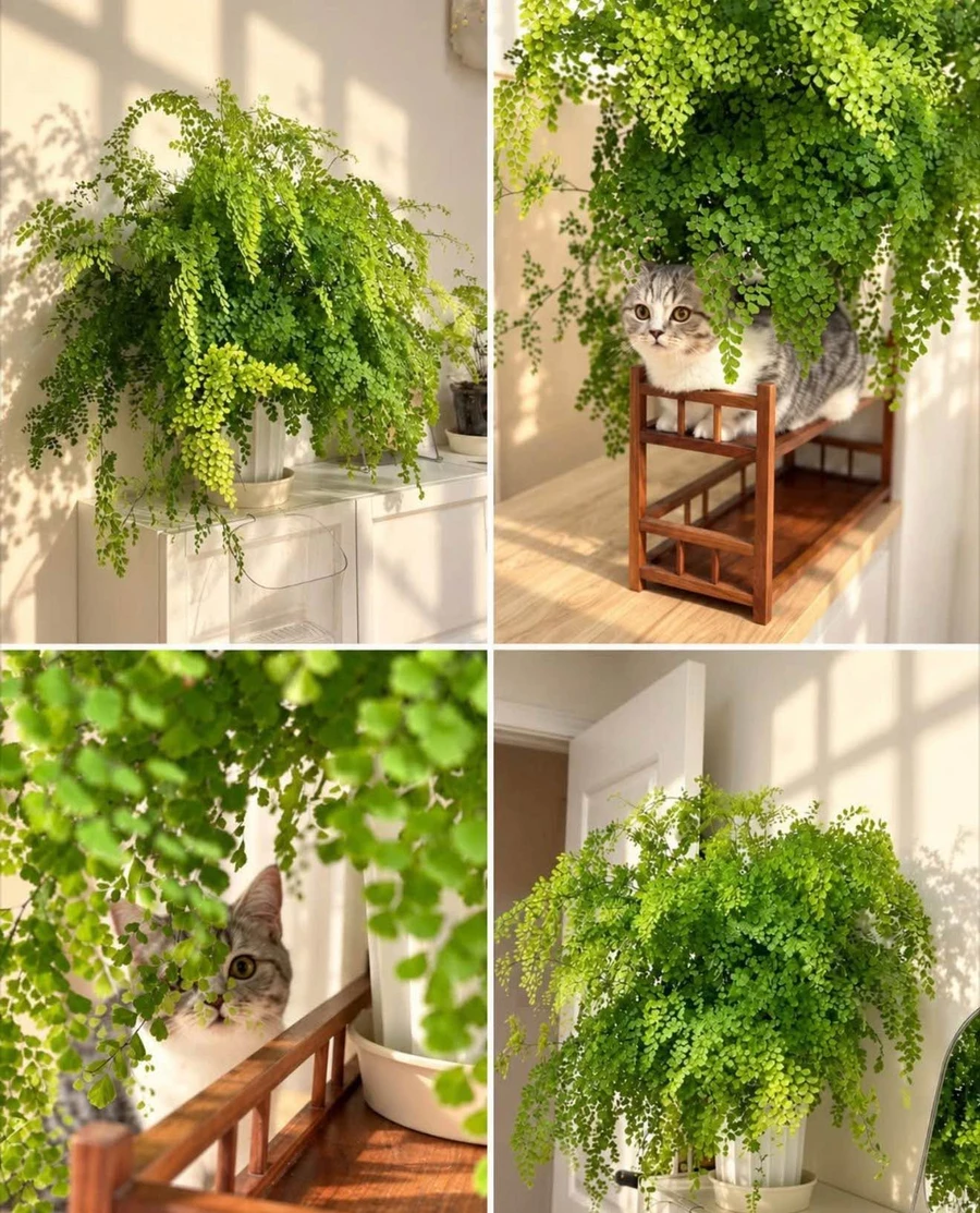 Bán đất 100m2 lộ giới 24m Quy Nhơn Tây, Bình Dương 1,3 tỷ - Ảnh thu nhỏ 2