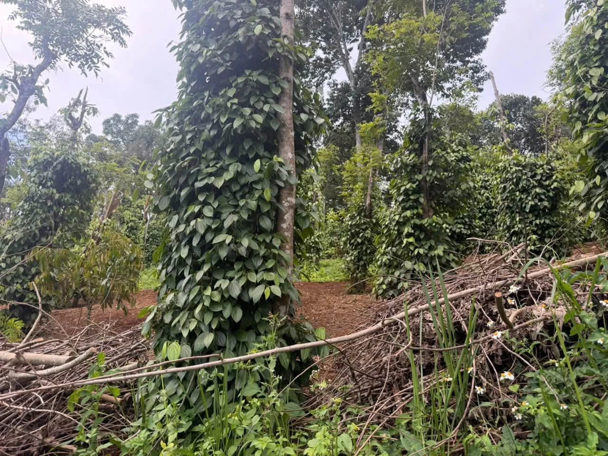 Bán 2 hecta đất rẫy Đắk Nông 2 tỷ 500 triệu - Ảnh thu nhỏ 3