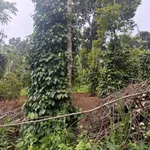 Bán 2 hecta đất rẫy Đắk Nông 2 tỷ 500 triệu - Ảnh thu nhỏ 3