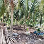 Bán đất 2 công Hưng Lễ Giồng Trôm Bến Tre 1 tỷ - Ảnh thu nhỏ 3