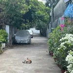Bán nhà Bà Rịa 100m2 3 phòng ngủ 2.5 tỷ - Ảnh thu nhỏ 3