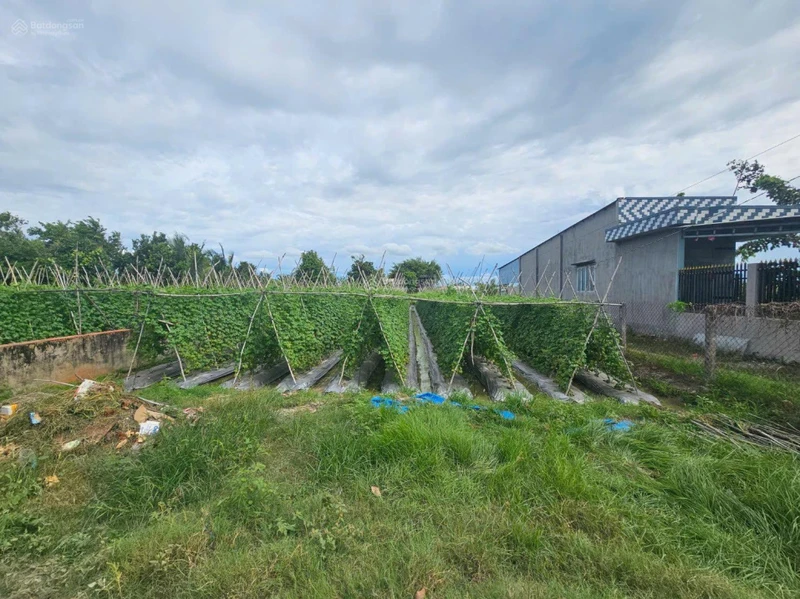 Giảm mạnh đất 541m2 thổ cư Tân Mỹ, Đức Hòa, Long An (nay là Hậu Nghĩa, T Tây Ninh) | ngang 12m
