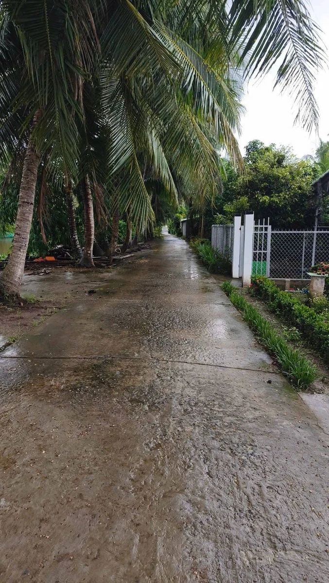 Bán 28.800 m² đất trồng sầu riêng Thái Cần Thơ - Ảnh thu nhỏ 5