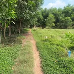 Bán đất 250m2 giá 169 triệu Tây Ninh - Ảnh thu nhỏ 1
