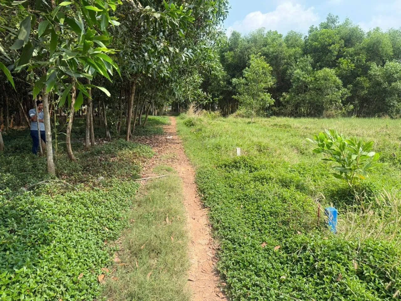 Bán đất 250m2 giá 169 triệu Tây Ninh - Ảnh 1