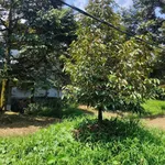 Bán đất sầu riêng 1300m² Châu Thành Bến Tre, 800 triệu/công - Ảnh thu nhỏ 3