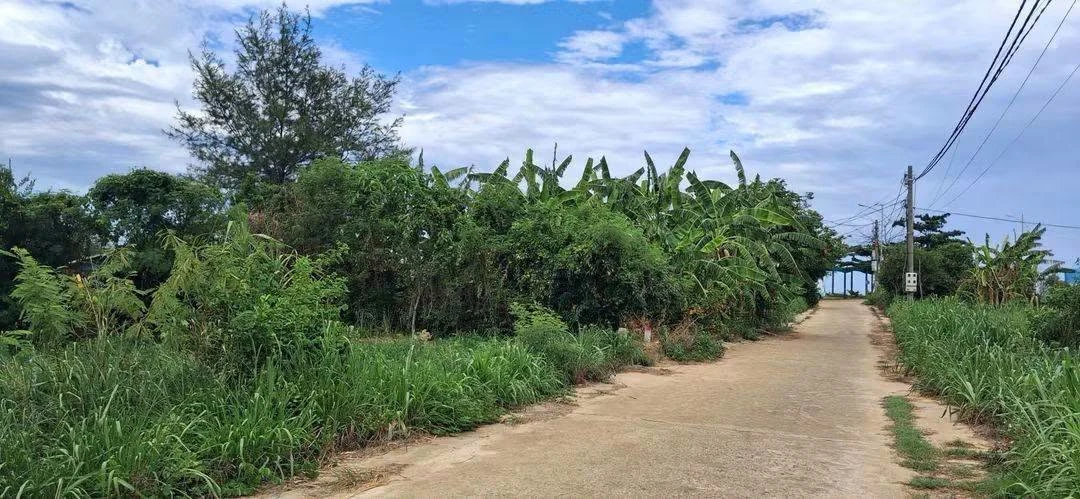 Bán lô đất nông nghiệp 258m2 cách biển Gành Yến 100m, Quảng Ngãi, giá 239 triệu - Ảnh 1