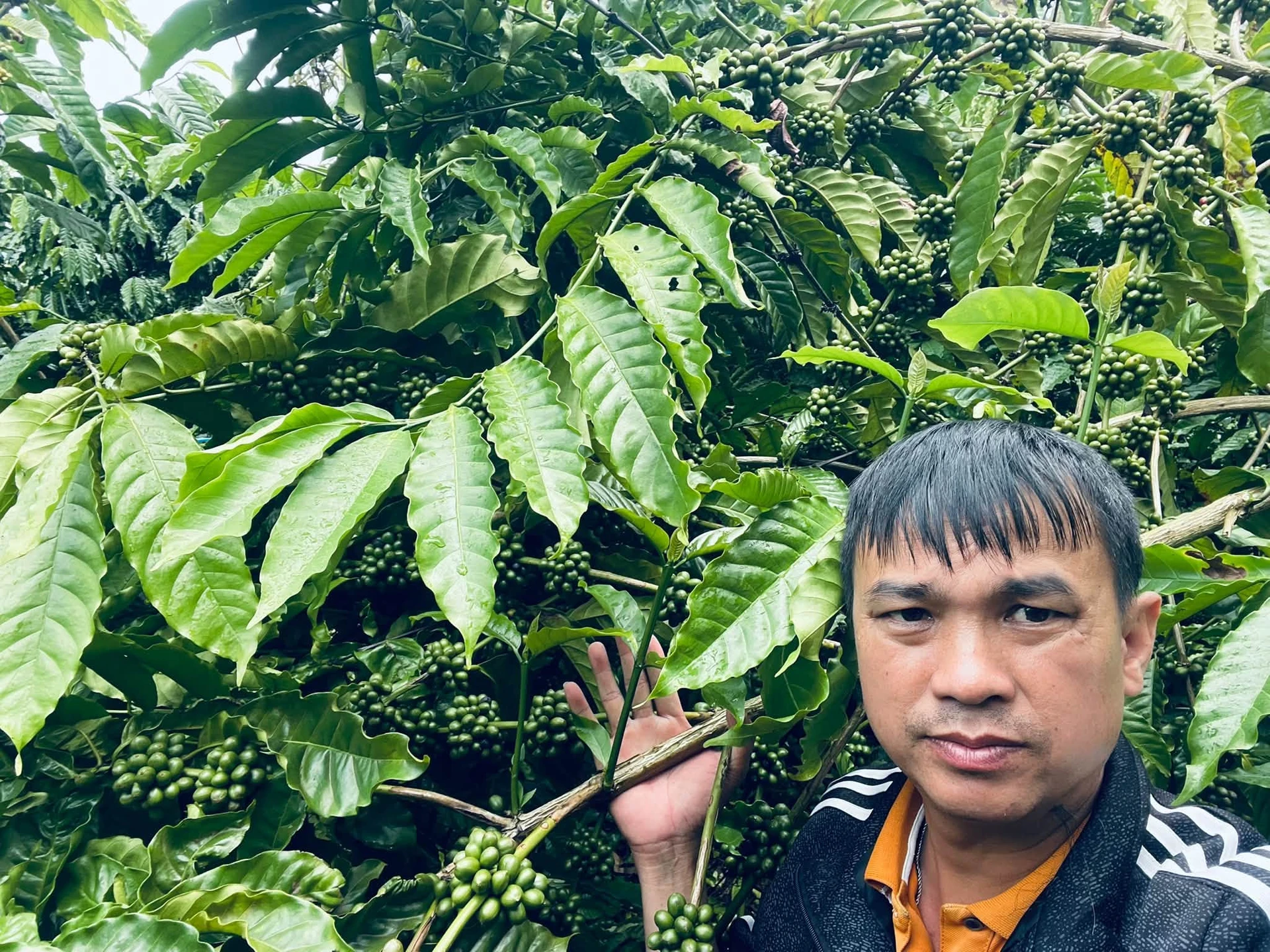 Bán đất vườn cà phê 2.2 ha ở Đắk Nông - Ảnh 1