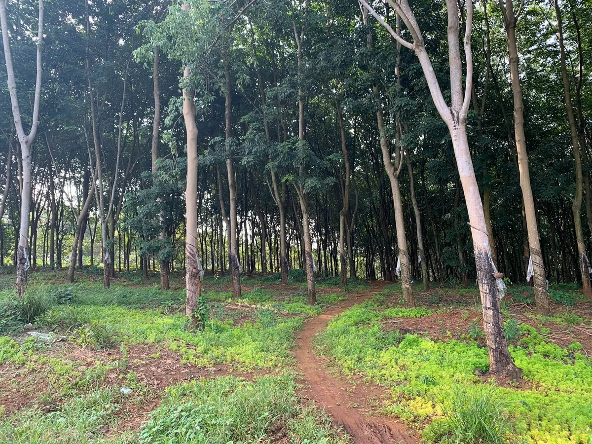 Bán 2,3ha đất cao su mặt tiền bê tông 60m, giá 3,5 tỷ, Phú Trung, Bình Phước - Ảnh thu nhỏ 2
