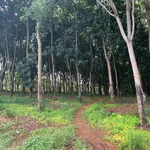 Bán 2,3ha đất cao su mặt tiền bê tông 60m, giá 3,5 tỷ, Phú Trung, Bình Phước - Ảnh thu nhỏ 2
