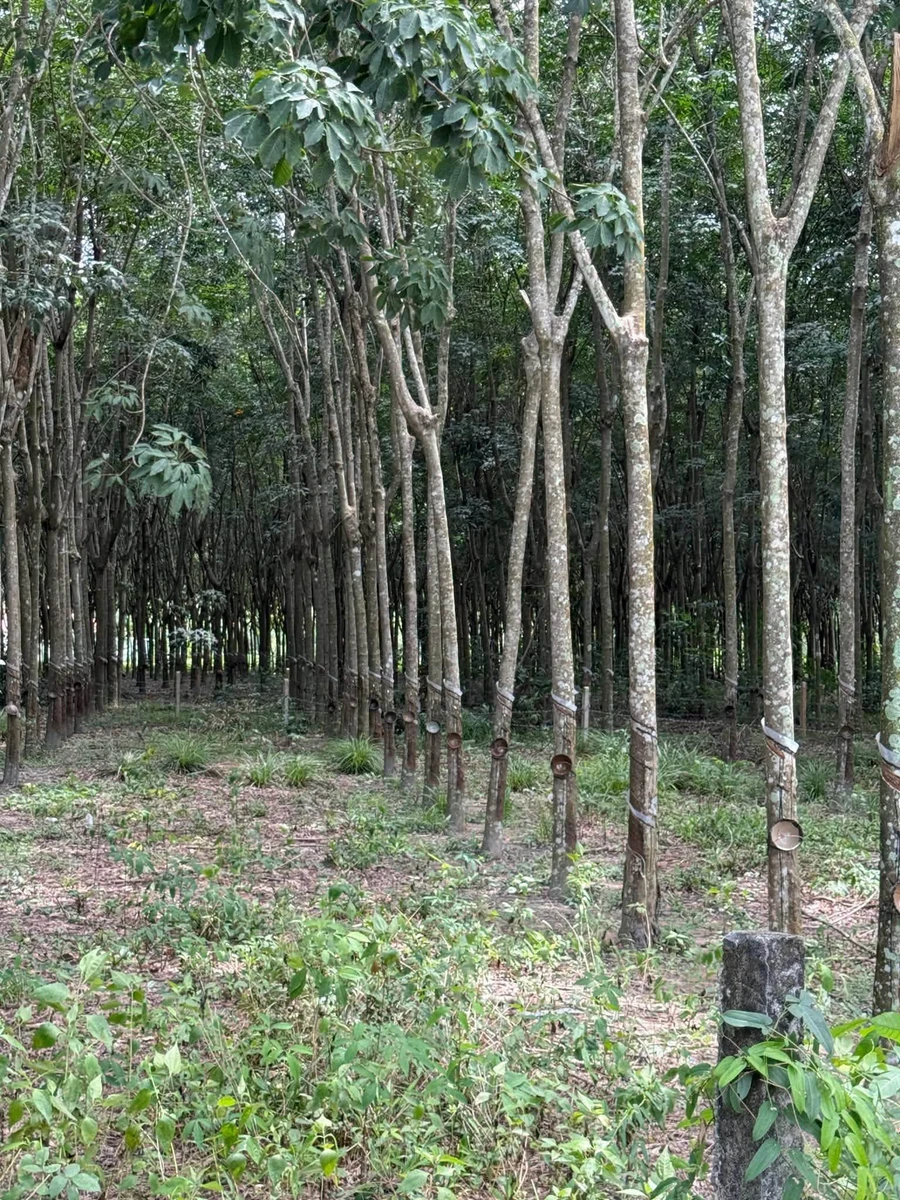 Bán đất ruộng cao su Đồng Nơ 1 hecta giá 3 tỷ - Ảnh thu nhỏ 3