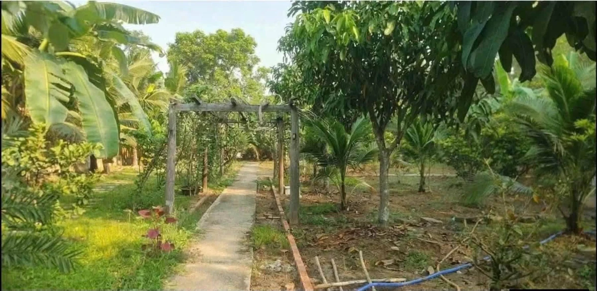Nhà vườn rộng 1.411m2 với vườn cây ăn trái tại An Điền - Ảnh thu nhỏ 5