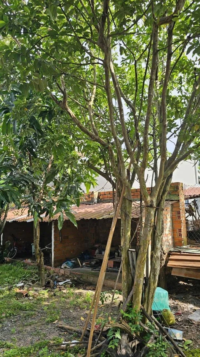 Bán nhà rộng đất lớn 900m² gần KCN Trảng Bàng 2,4 tỷ - Ảnh thu nhỏ 4