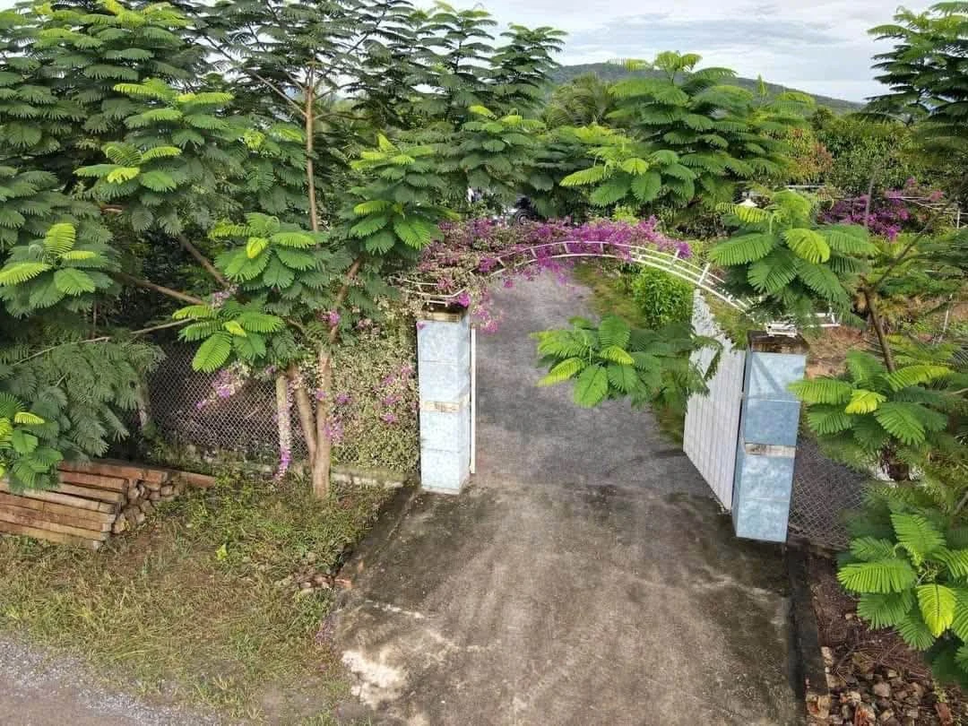 Bán farm 1,6 hecta Ninh Hưng, Ninh Hòa, giá 5,8 tỷ - Ảnh thu nhỏ 2