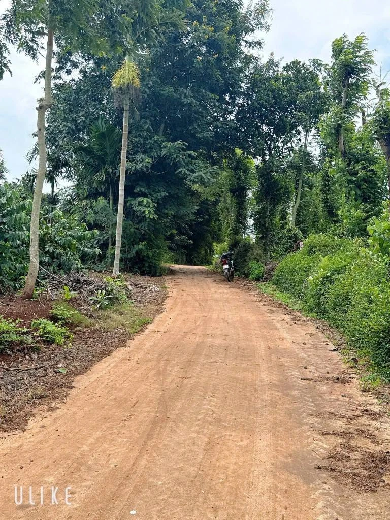 Bán lô đất 1700m2 (26x52m, thổ cư 100m2) gần hồ Ea Kao, xã Ea Tiêu, Đắk Lắk - Ảnh 1